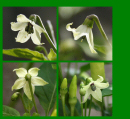 Capsicum frutescens